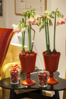 Amaryllis i röda krukor och med röda prydnadsäpplen.
Foto: Blomsterfrämjandet/Anna Skoog