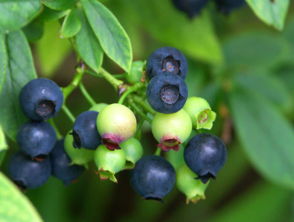 **Blåbär**, _Vaccinium 'Putte'_.
Foto: Sylvia Svensson