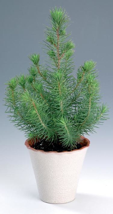 Pinje, _Pinus pinea_.