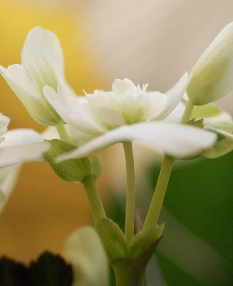 Begonia närbild. Foto: Blomsterfrämjandet.