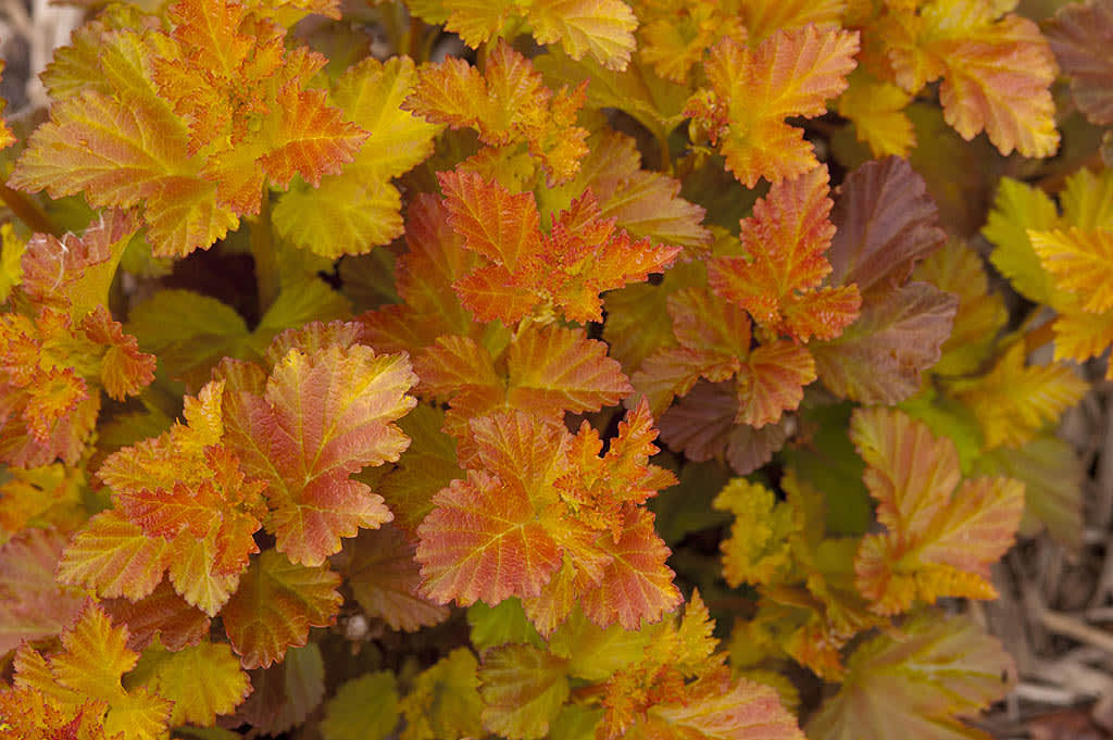Smällspirea, _Physocarpus opulifolius_, 'Amber Jubilee' har fantastiska färger!
Foto: Bailey Nurseries Inc/Splendor Plant