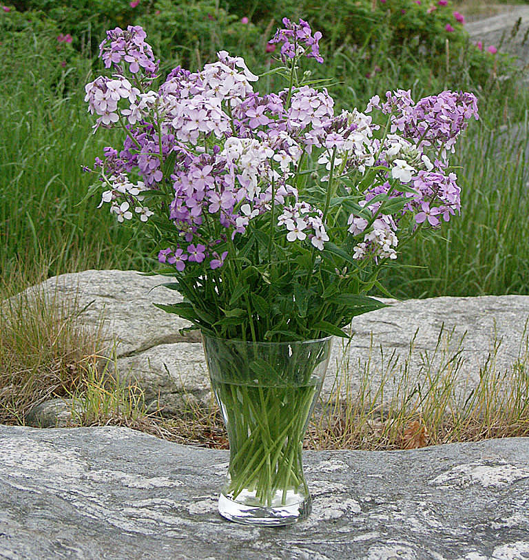 Judaspenningar, _Lunaria annua_, kan också hinna blomma till mors dag om våren är tidig.
