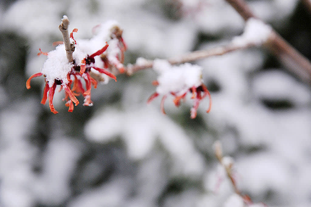 Hybridtrollhassel 'Diane' efter ett vintrigt bakslag. Foto: Sylvia Svensson
