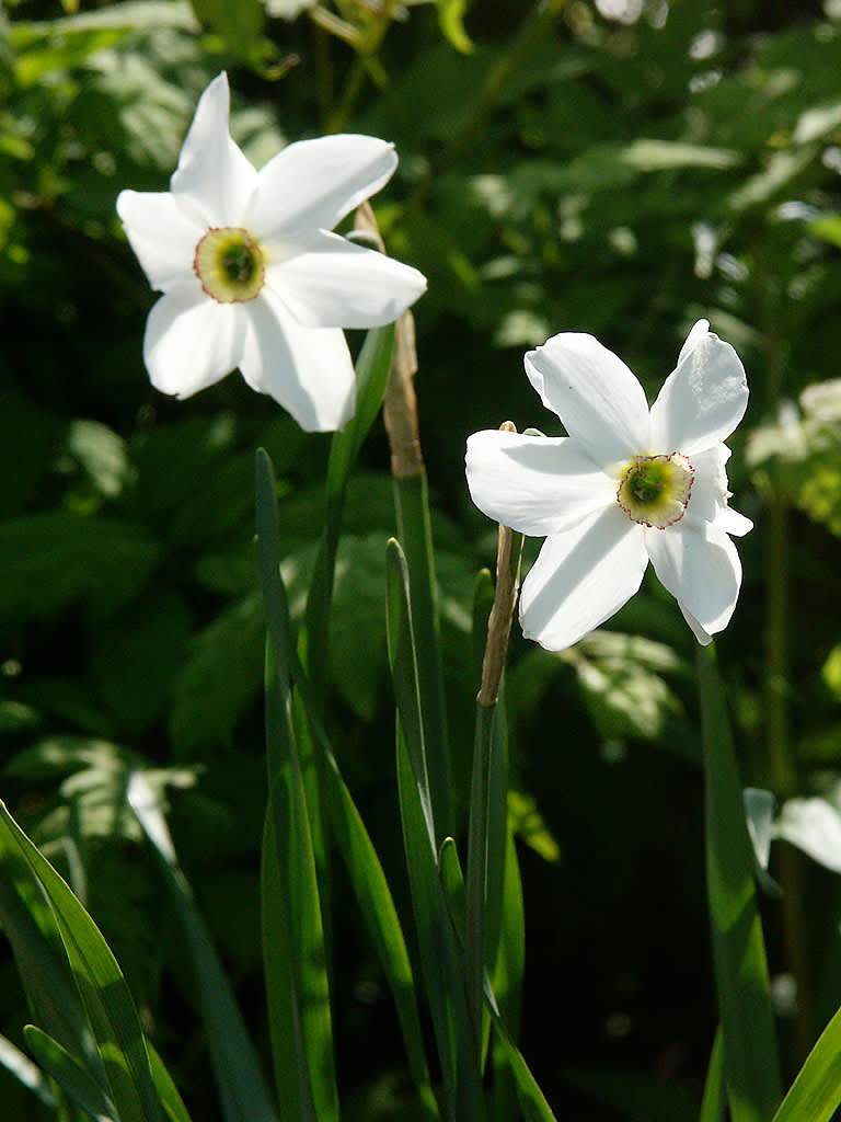 Narcissus poeticus 'Recurvus'. Foto: Sylvia Svensson