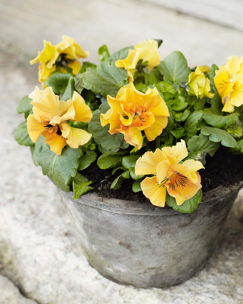 Trädgårdsviolen _Viola x wittrockiana_ 'Frizzle Sizzle' lyser upp vårvintern med sina busiga blommor. Foto: Floradania