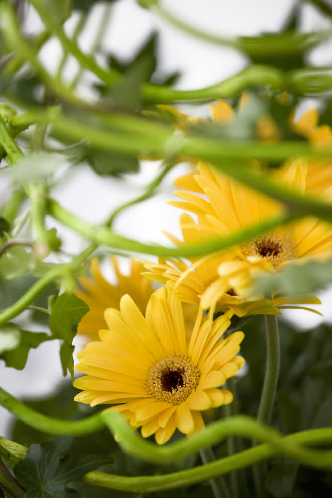 Gerbera är inte bara vackra utan renar dessutom luften!