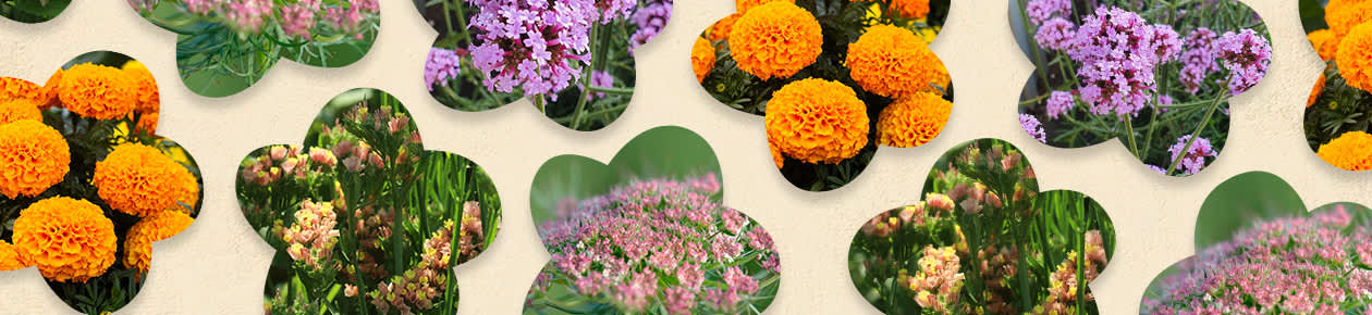 Odlas egna sommarblommor