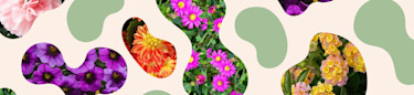 Odlas egna sommarblommor