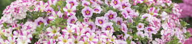 Odlas egna sommarblommor