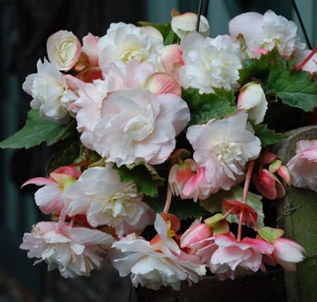 Begonia x tuberhybrida 'Fragrant White'
Foto: Mr. Fothergill's