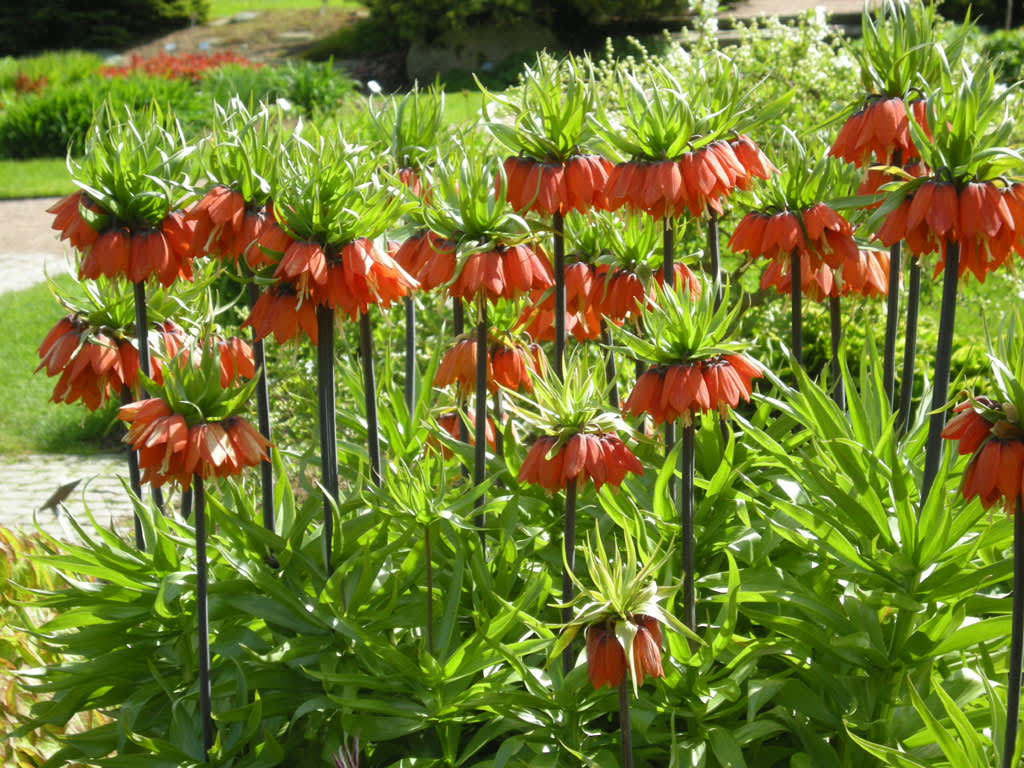 Fritillaria imperialis 'Rubra Maxima'. Foto: Sylvia Svensson