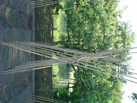 Bambupinnar i kors med en ihopsamlande pinne i klykorna. Enkelt! Foto: Katarina Kihlberg