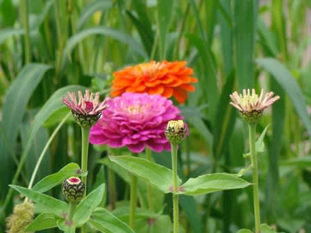 En bild att spara för att minnas nästa år när fröerna ska köpas in. Zinnia vill jag ha då! Foto: Katarina Kihlberg