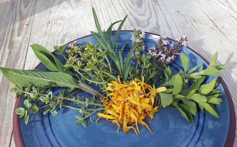 Från vänster vitbrokig citrontimjan, salvia, gulbrokig citrontimjan, rosmarin, kryddtimjan, grekisk oregano och i mitten torkade blad av ringblomma. Foto: Monika Hulthe