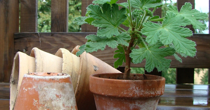 Pelargonsticklingar får snabbt fart när värmen kommer och de har rotad sig ordentligt.
Foto: Katarina Kihlberg