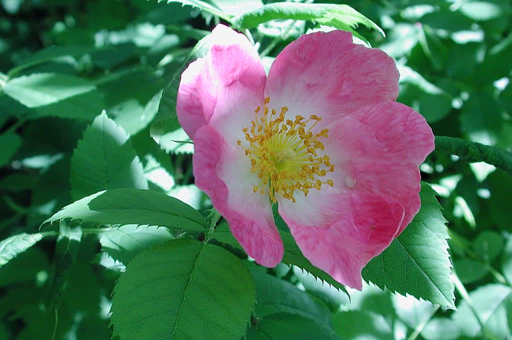 Rosa 'Frühlingsmorgen' kan du hitta information om i SKUD. 
Foto: Sylvia Svensson