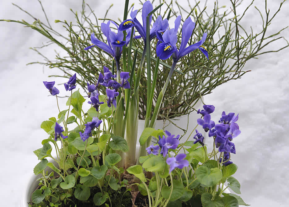 Fördrivna doftvioler och iris med en vas med blåbärsris.
Foto och arr: Sylvia Svensson