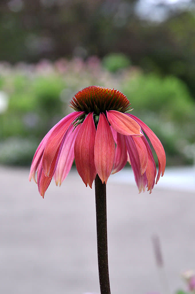 _Echinacea_ 'Summer Sky'.
Foto: Bernt Svensson