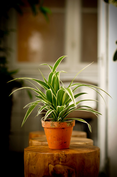 Ampellilja, _Chlorophytum comosum_.