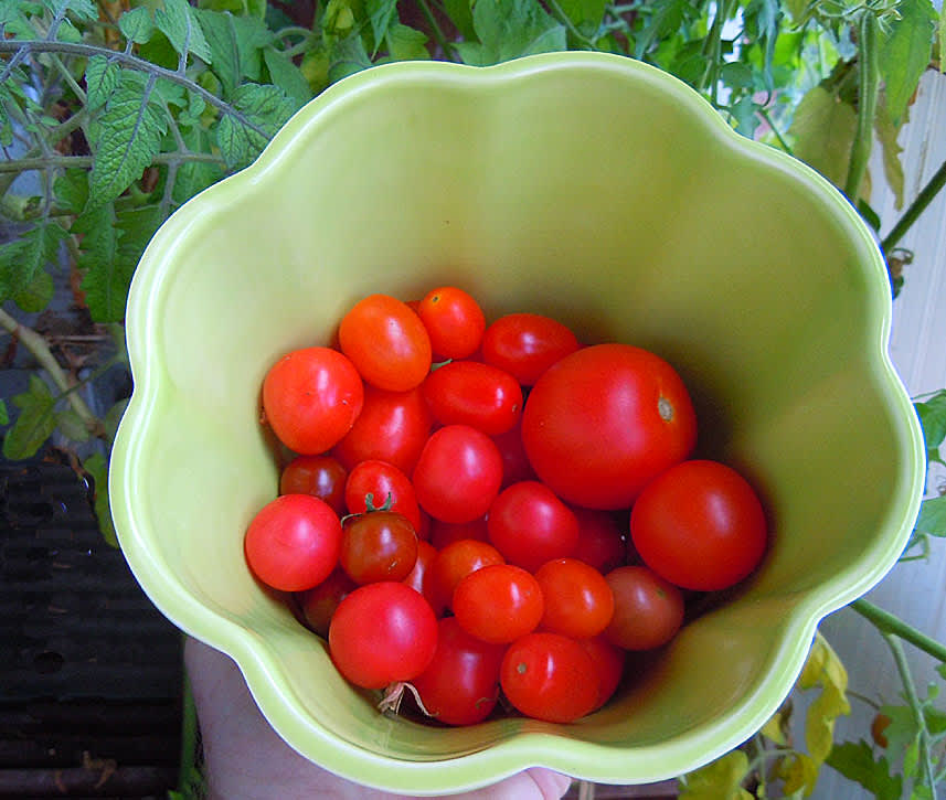 Egna solmogna tomater!