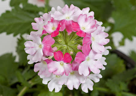 Verbena Lanai Pink twister