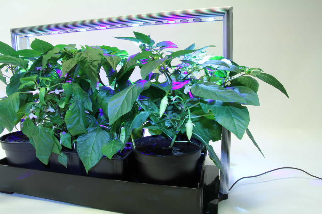 I 'Mini Plant Factory' odlar du i vatten och med LED-ljus speciellt utvecklat för odling. 
Foto: Venso EcoSolutions AB