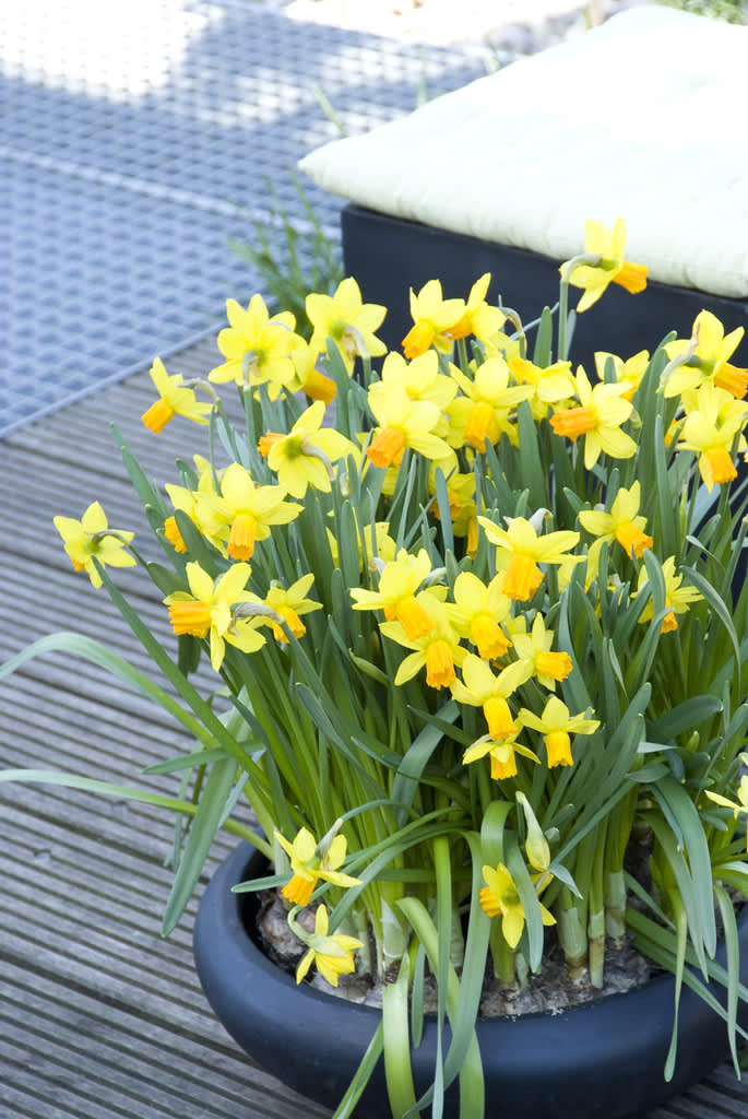 Fina påskliljor, _Narcissus_ , Jetfire®  Foto: Blomsterfrämjandet