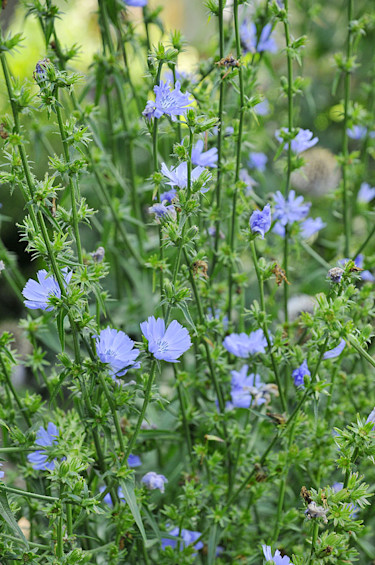 Cikoria, _Cichorium intybus_, i helbild.
Foto: Bernt Svensson