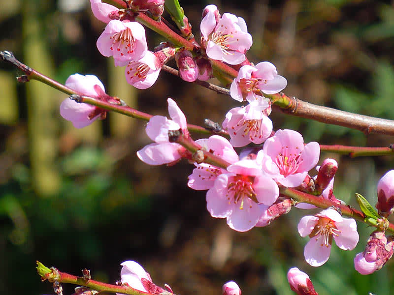 Persika 'Frost' blommar ljuvt med vackra rosa blommor.
Foto: Sylvia Svensson

