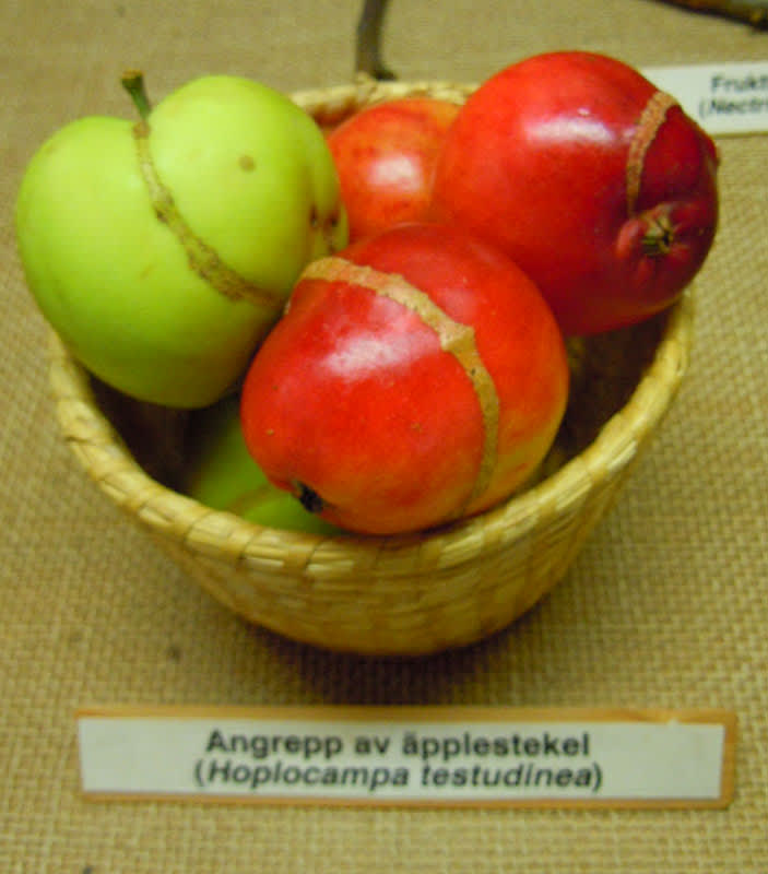 Skador av äpplestekel.
Foto: Sylvia Svensson