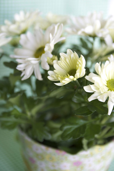 Krysantemum, _Chrysantemum x morifolium_. Foto: Blomsterfrämjandet-