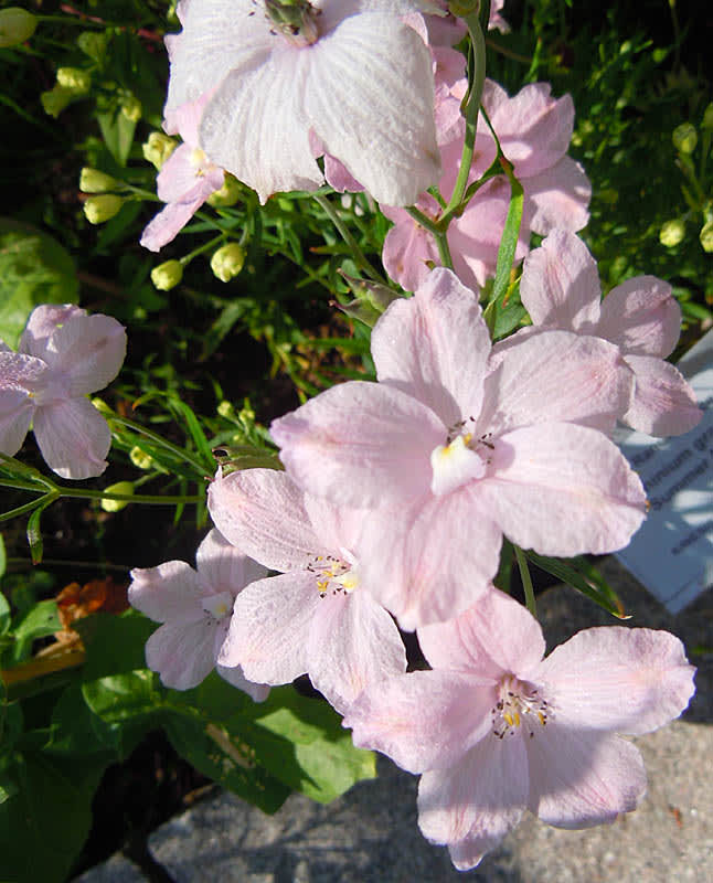 Kinesisk riddarsporre _Delphinium grandiflora_ 'Summer Morning'.

