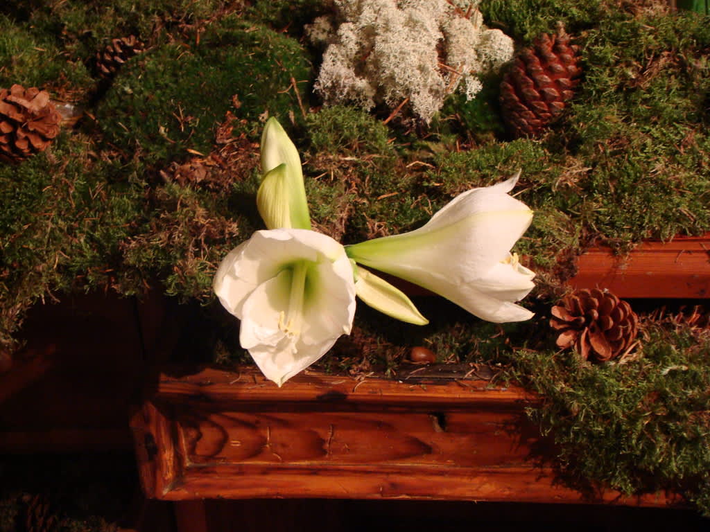 Driv upp amaryllis som lök eller köp som snittblomma att göra kul arrangemang av. Foto: Katarina Kihlberg