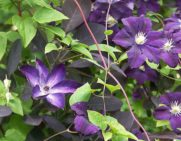 Clematis viticella 'Venosa Violacea' och 'Etoile Violette' 