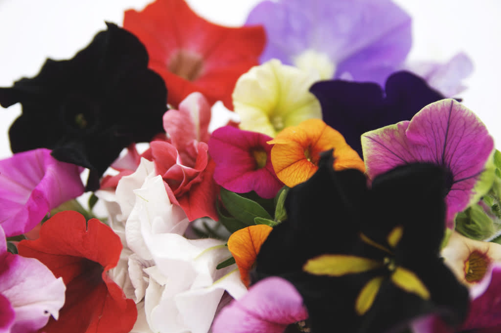 Ljuvliga petunior i en härlig mix! 
Foto: Blomsterfrämjandet