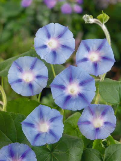 _Ipomoea_ 'Light Blue', Weibulls