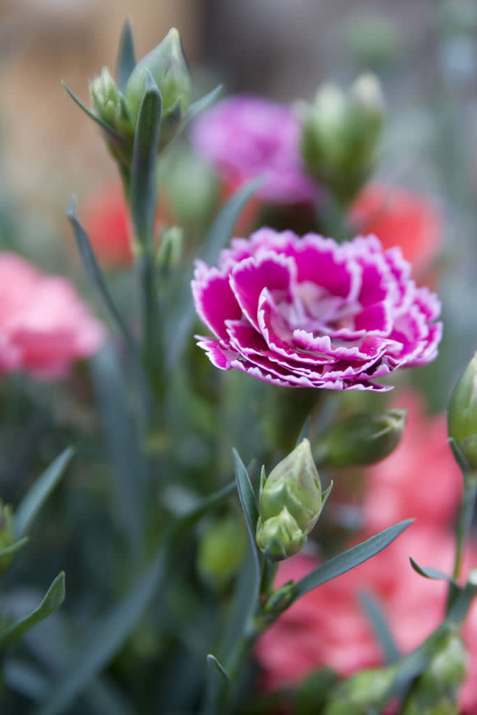 Trädgårdsnejlika, _Dianthus caryophyllus_. Foto: Blomsterfrämjandet.