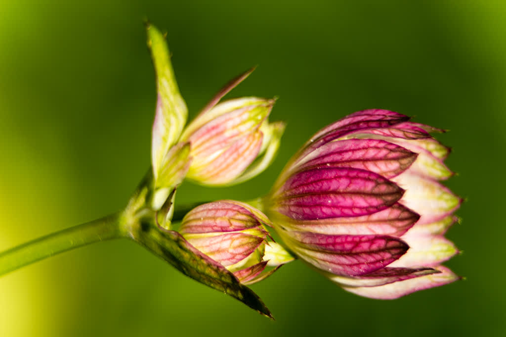 De här har jag många av i min trädgård. Otroligt hur den torkar sent på hösten och fortfarande har blomman kvar. Jag tycker så mycket om den, men den är så lätt att odla att den har blivit lite som ogräs hos mig även om den är vacker, berättar Geert.