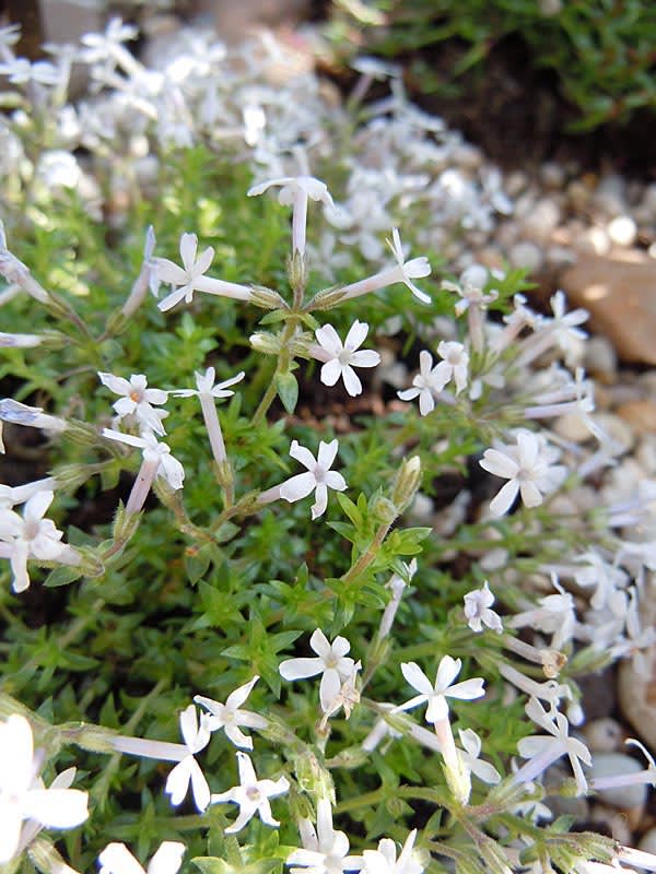 _Phlox sileniflora_ är inte så vanlig i handeln. Foto: Sylvia Svensson
