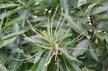 _Castanea dentata,_ blommor.
Foto Sylvia Svensson