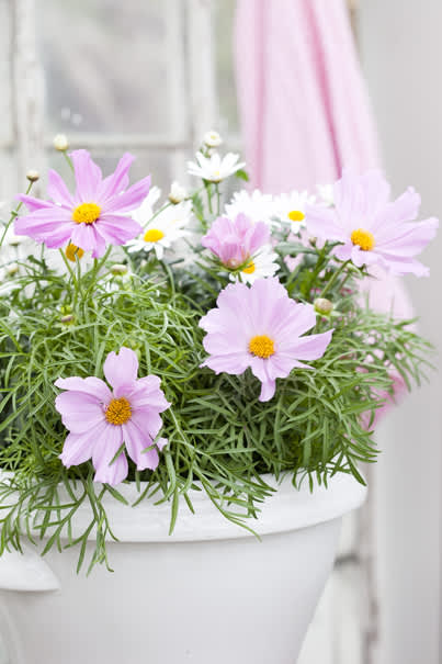 Rosenskära, _Cosmos bipinnatus_, är en riktig romantiker med sin ljuva blomma. Foto: Blomsterfrämjandet, Anna Skoog