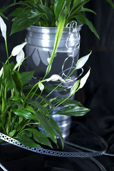 Fredskalla, _Spathiphyllum wallisii_. Metallbandsdekor.