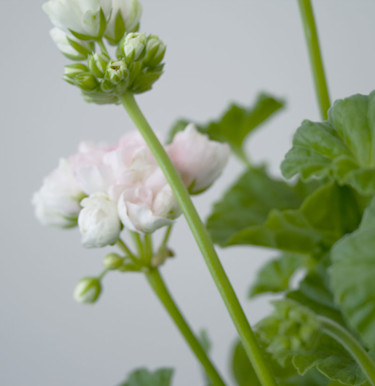 Mårbacka tulpanpelargon. Foto: Blomsterfrämjandet.