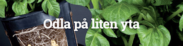 Grönsaksplantor