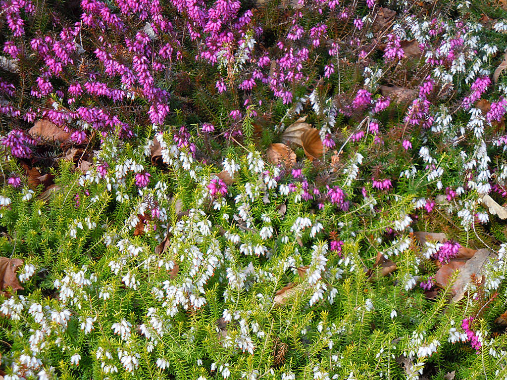 Vit och rosa vårljung. 
Foto: Sylvia Svensson
