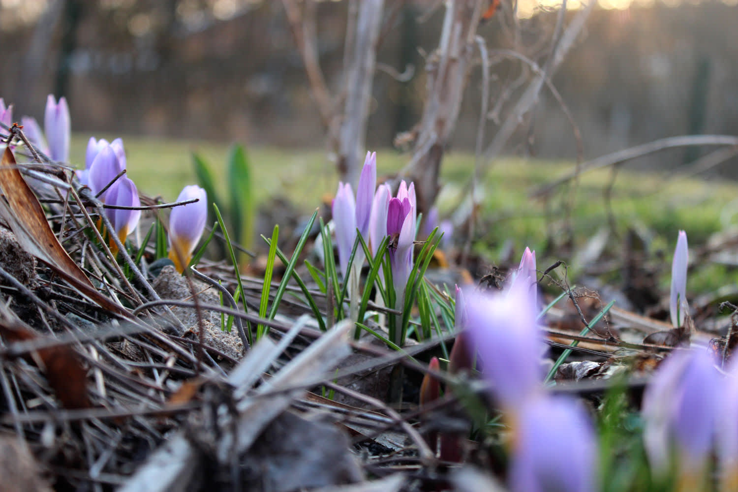 Krokus i fjolårets perenner // Foto: Anna Theorin