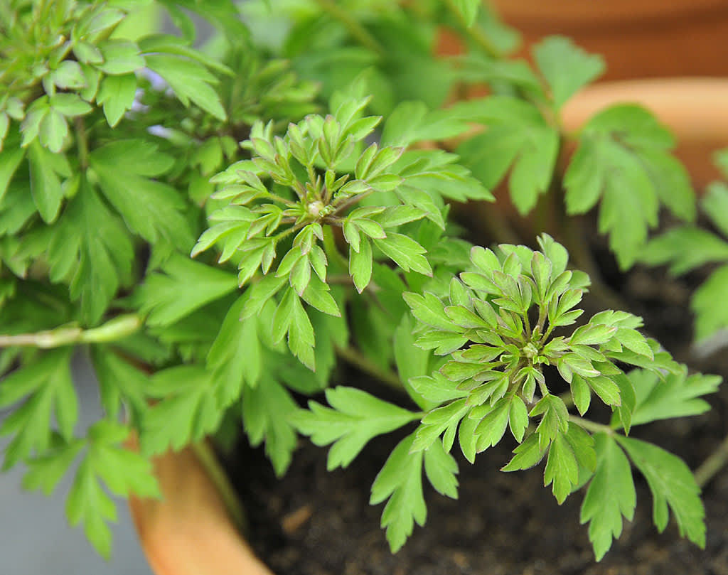 _Anemone nemorosa_ 'Virescens'.
Foto: Bernt Svensson