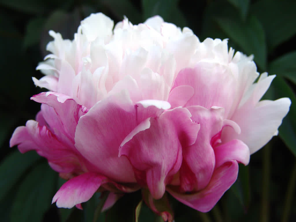 Paeonia 'Peaches and Cream' ®Foto: Odla.nu