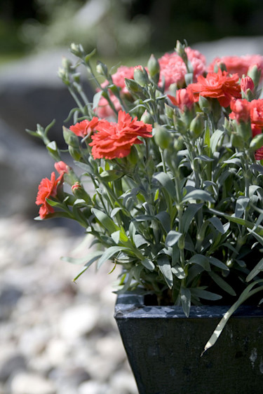 Trädgårdsnejlika, _Dianthus caryophyllus_. Foto: Blomsterfrämjandet.