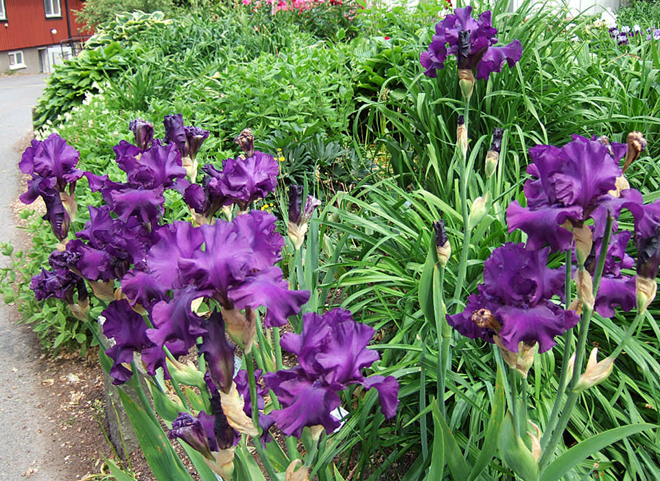 Iris blommar strax före dagliljorna. Här 'Orbiter'. Foto: Sylvia Svensson